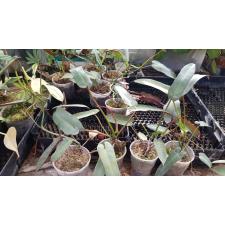 Philodendron atabapoense sp pot