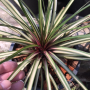 Tillandsia cyanea variegata
