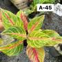 Aglaonema  Tong full house A-45