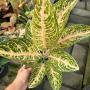 Aglaonema  Viduri -white A-141