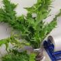 Polypodium 'Boyton Beach'