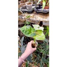 Syngonium (T24)