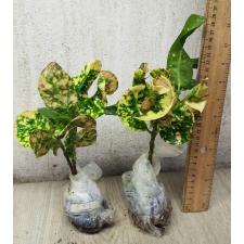 Codiaeum B-2 Ja mong kut