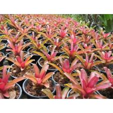 Neoregelia Zoe 343/1 август