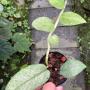 Rhaphidophora hongkongensis variegated.