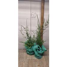 Pteris ensiformis victoriae