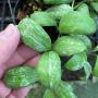 Hoya brevialata ‘Splash’ (948)