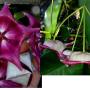 Hoya Kaimuki (macgillivrayi x archboldiana)(#863).      863