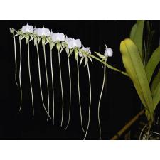 Ангрекум эбурнеум / Angraecum eburneum