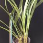 Aspidistra sp.(T14)(flat leaf)