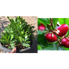Synsepalum dulcificum 'Dwarf' 621