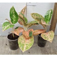 Aglaonema Sub mongkol - orange (stardust) A-121