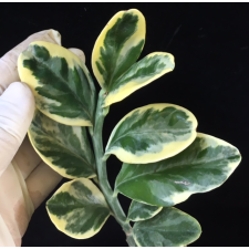 Pedilanthus sp.(white margin) 'Jurassic Park'.