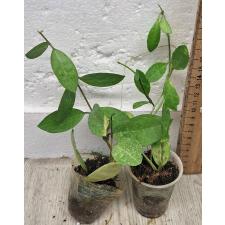 Хойя еллиптика / Hoya elliptica (S)