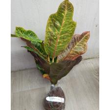 Codiaeum Phayak Weintai 53