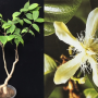 Wrightia sirikitiae (seedling).