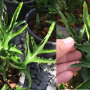 Drynaria quercifolia 'Green Frost'.