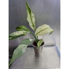 Spathiphyllum sp white variegated NEW S1