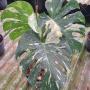 Monstera deliciosa ‘Thai Constellation’ (3 lvs.).