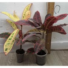 Кодиеум Компакт / Codiaeum A15 Compact