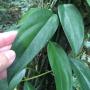 Epipremnum sp.(T05)(southern Thailand).