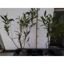 Syzygium paniculatum albomarginata 292