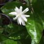 Jasminum sambac Mysore Mullii
