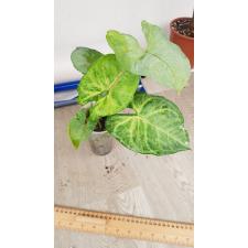 Syngonium (T24) по 750