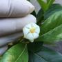 Gardenia sp.(T04).