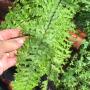 Nephrolepis exaltata 'Hillii' (special).