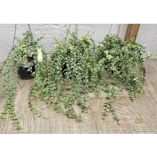 Дисхидия русифолия 'Миллион Харт' варегатная / Dischidia ruscifolia 'Million Heart' variegated 