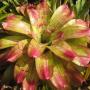 Neoregelia johannis ' De Rolf ' (Bromeliad) 216