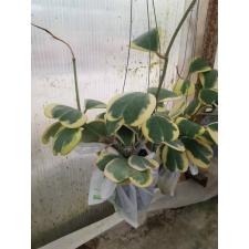 Hoya kerrii var.albo-marginata L (белый край листа