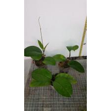 hoya fungii pot