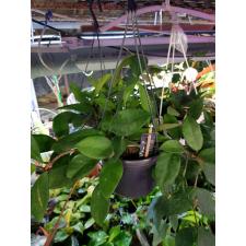hoya carnosa в подвесе 14см
