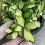 Hoya heuschkeliana variegata (#819).