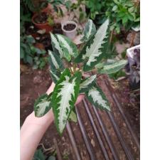Syngonium wendlandii  pot 850p