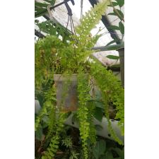 Nephrolepis exaltata 'Dassada' variegated. 428 по 3900р