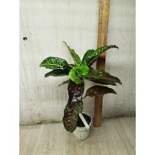 Codiaeum Vetas Turtle 88