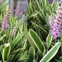 Aechmea gamosepala albomarginata.