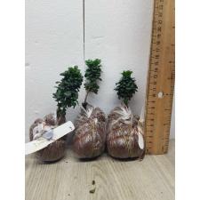 Aglaia odorata Dwarf (S) 8