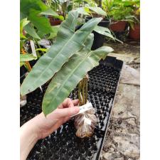 Philodendron billetiae (yellow petiole) s 535/1