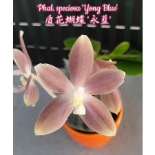 Фаленопсис специоза "Йонг Блю" / Phal. speciosa 'Yong Blue'