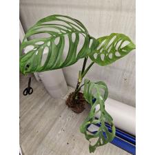 Monstera epipremnoides ‘Esqueleto’ 2500p