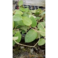 hoya parasitica heart splash