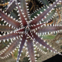 Dyckia Arizona x dowsonii.