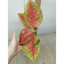 Aglaonema Maha Sethee A-80