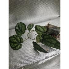 Piper croceum стакан 