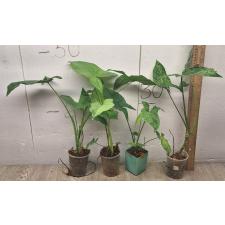 Syngonium podophyllum Mottled Mojito