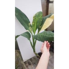 Dieffenbachia Hongsaa variegated  в горшке 102 по 3500р